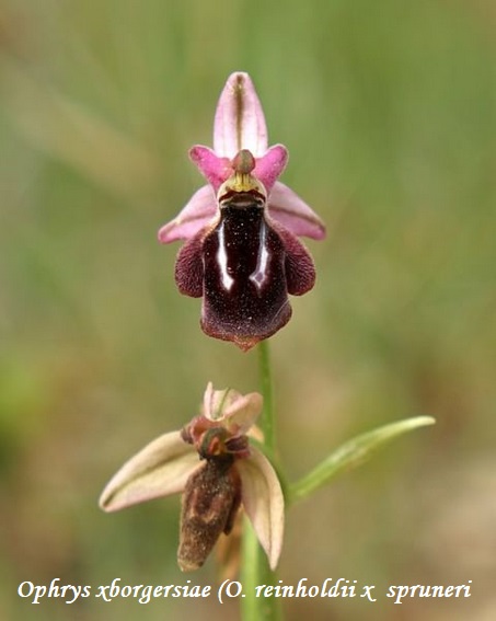 Orchidee dell''Epiro e del Peloponneso